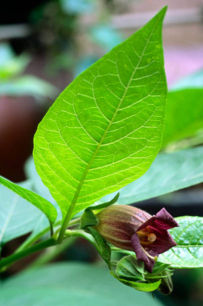 istock Deadly Nightshade (Atropa belladonna) flower 530247815