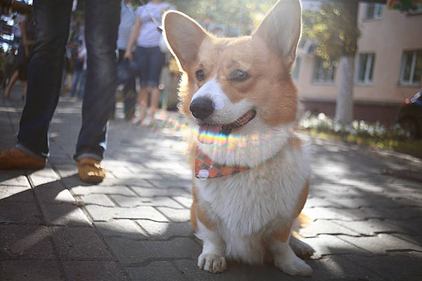 istock small cute dog for a walk redhead 530248875