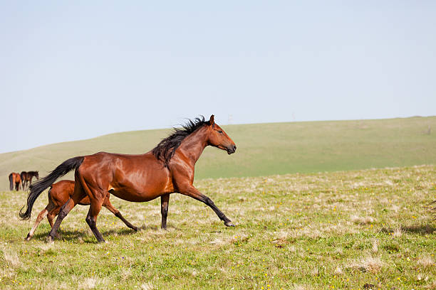 istock Three horses run on a mountain pasture 530249317