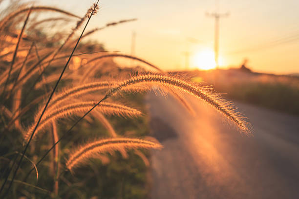istock wild grass beside the road at sunset background 530249657