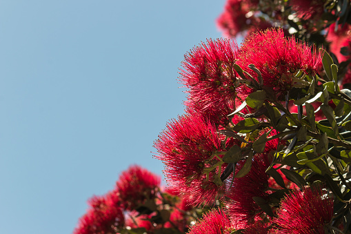 detail of Pohutukawa flowers against blue sky