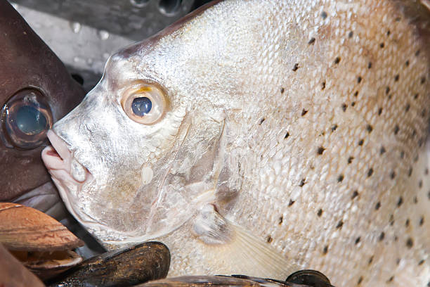 istock Fresh raw fish on fish market 530249903