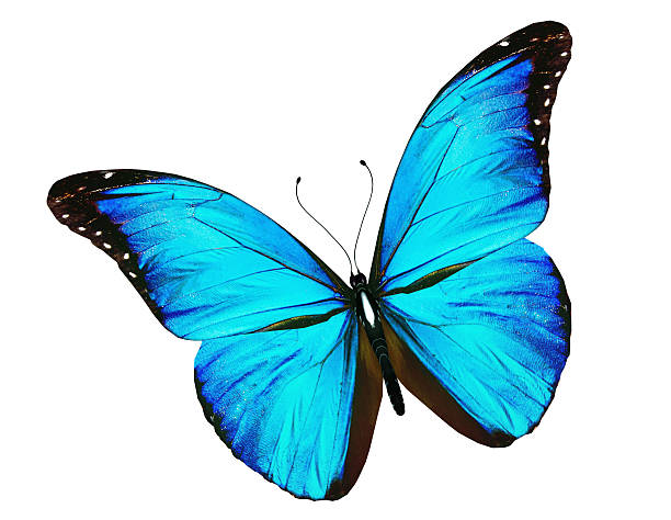istock Blue butterfly flying, isolated on white 530250573
