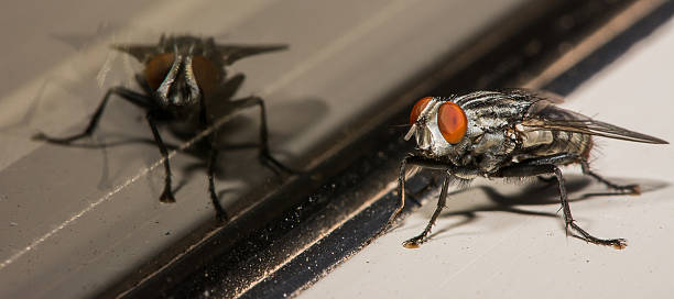 istock House Fly With Orange Eyes and Double Glass Reflection 530250617
