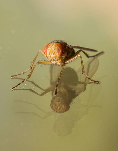 istock Orange and Brown Housefly With A Double Reflection 530250651