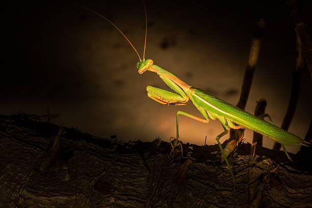 istock Full Body Profile of Colorful Praying Mantis 530250663