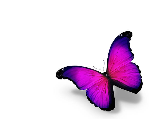 istock Violet butterfly, isolated on white background 530250831