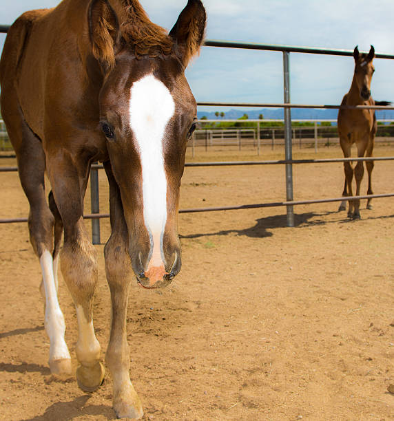 Young Foals Standing At An Angle Looking Directly Into Camera Beautiful and curioius young foals walking towards and looking directly into the camera. horse and fawn stock pictures, royalty-free photos & images