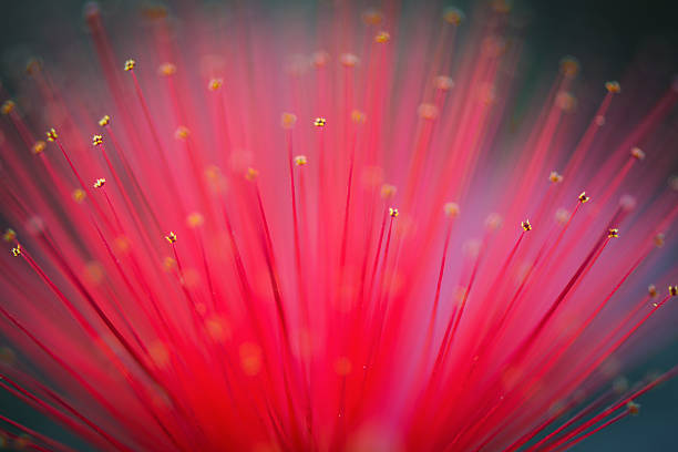 istock Stunning Red Feather Duster Flower 530251879