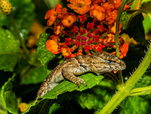 istock Curious Gecko Resting Next to Beautiful Flower Blooms 530252239