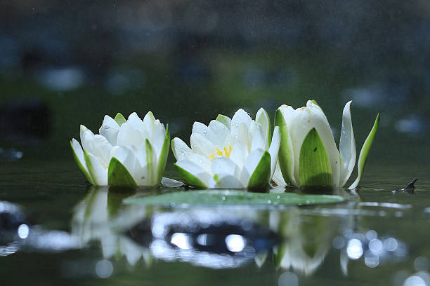 istock lily flower lily lake cleanliness 530252371
