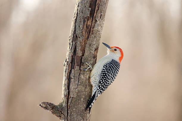 istock Red-bellied Woodpecker on Perch Looking Left 530252805