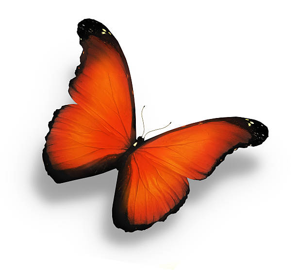 istock Orange butterfly , isolated on white 530253277