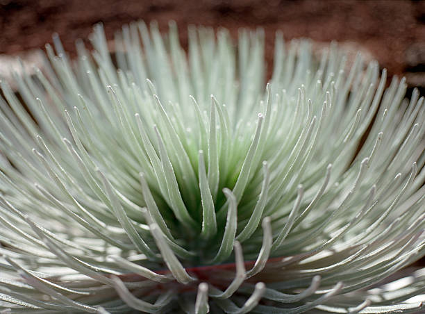 cráter haleakala silversword primer plano de planta de hawai - haleakala silversword fotografías e imágenes de stock