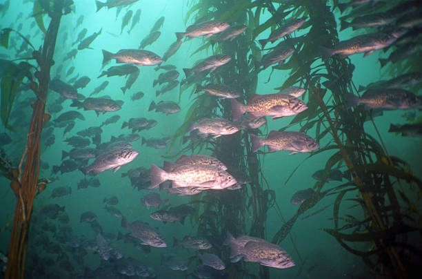 blue rockfish blue rockfish swim in a kelp forest in monterey bay California USA ocean perch stock pictures, royalty-free photos & images