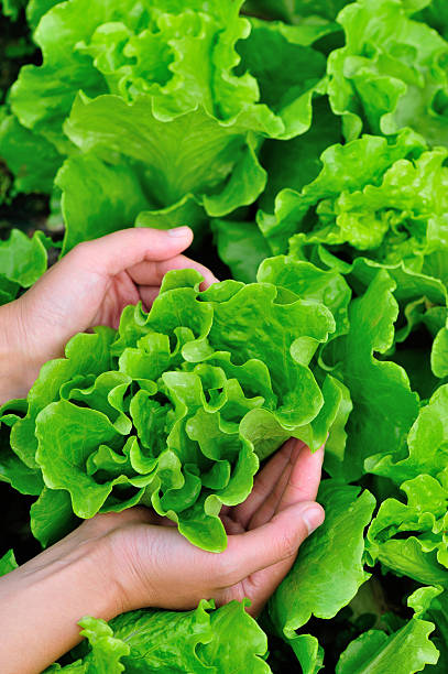 istock lettuce plants in garden 530253453