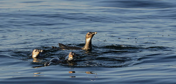 istock Swimming  African penguins 530253553