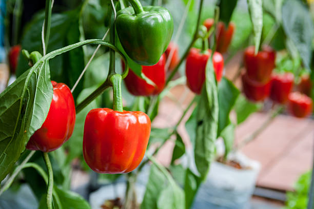 bell pepper - pepper vegetable bell pepper red bell pepper stock-fotos und bilder