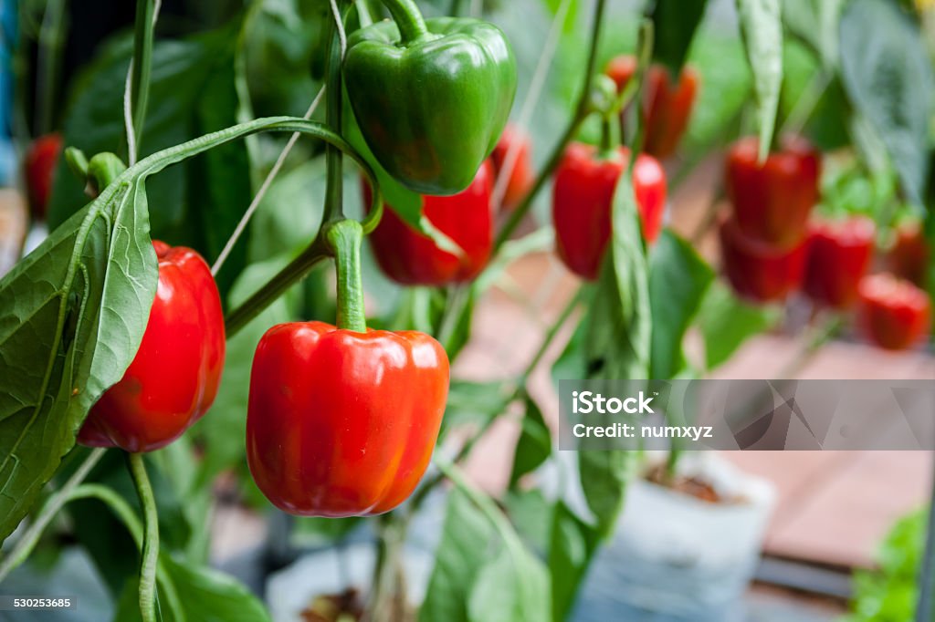 Bell pepper Bell pepper on the tree ready to be sold and eaten Pepper - Vegetable Stock Photo