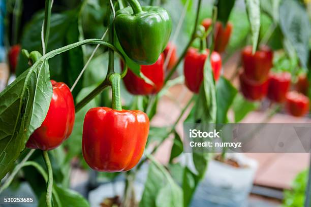 Bell Pepper Stock Photo - Download Image Now - Pepper - Vegetable, Bell Pepper, Agricultural Field