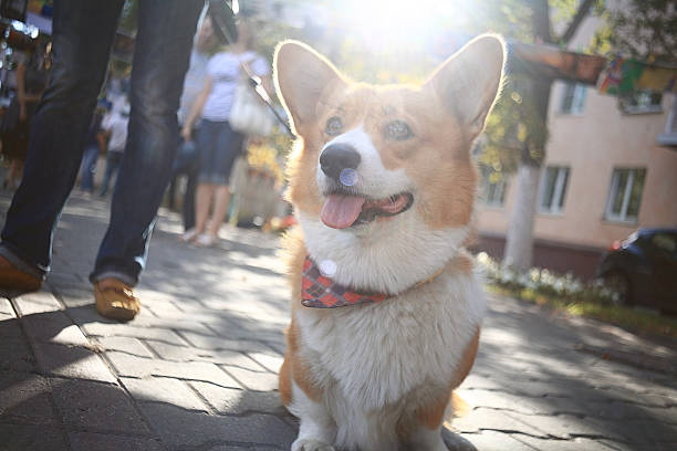 istock Corgi small dog on the street on a leash 530254171
