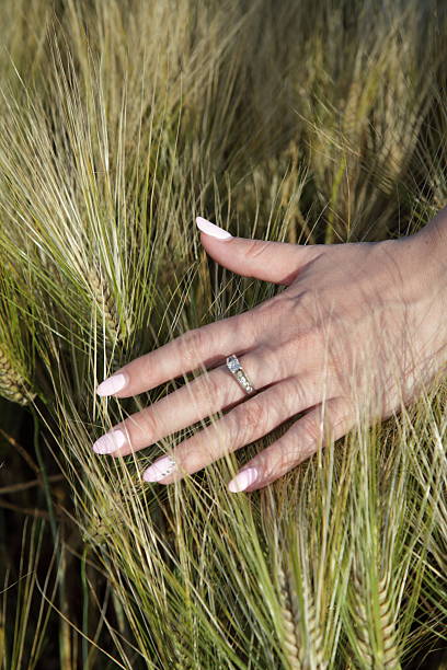 fingers in wheat field stock photo