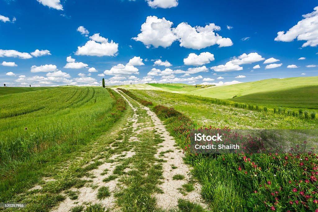 Agrietado carretera de tierra entre campos verde - Foto de stock de Agricultura libre de derechos