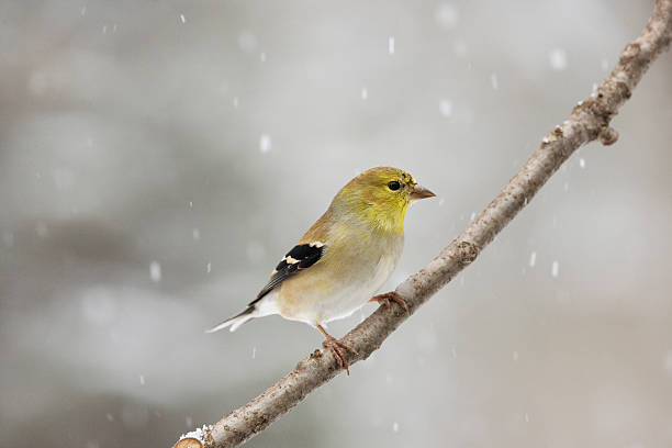 Winter Male American Goldfinch Looking Right Male American Goldfinch on perch with falling snow gold finch photos stock pictures, royalty-free photos & images