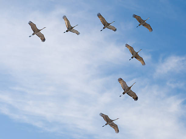 istock Sandhill Cranes Flying in V Formation 530258783