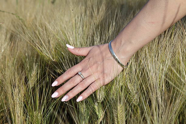 hand in wheat field stock photo