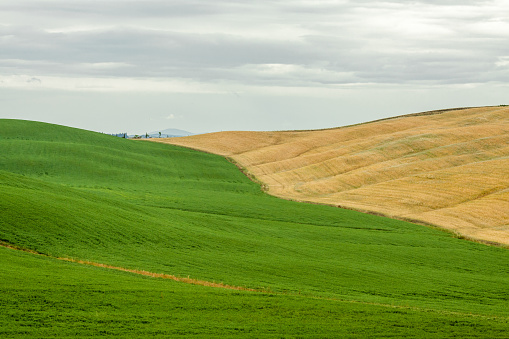 Panorama colline Toscane (Italia) photo