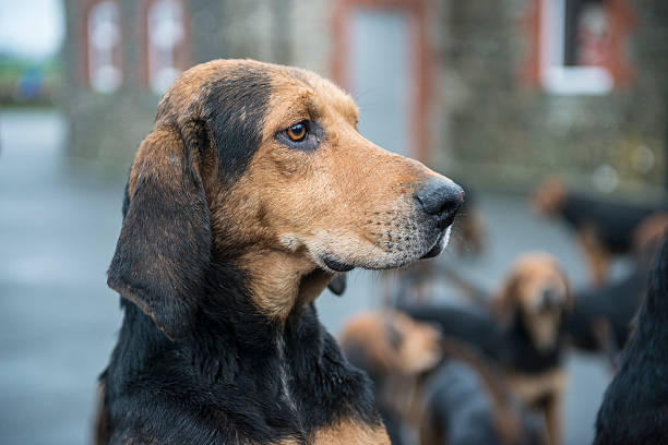 A bloodhound before the off.