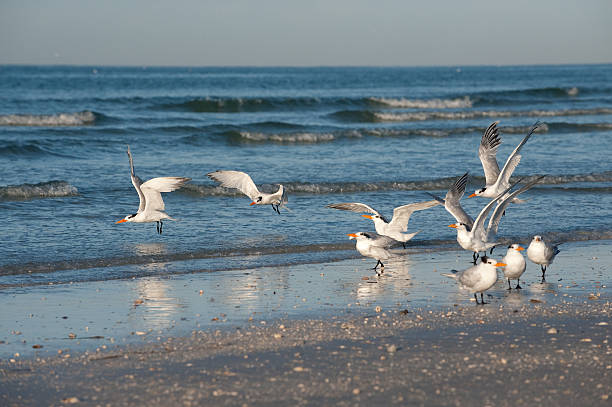 Flock of Birds on the Beach stock photo