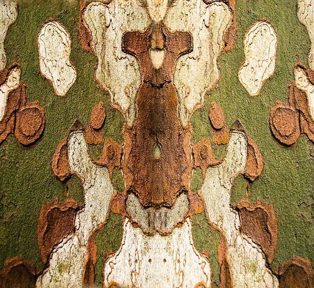 blur of tree bark   background and texture effect