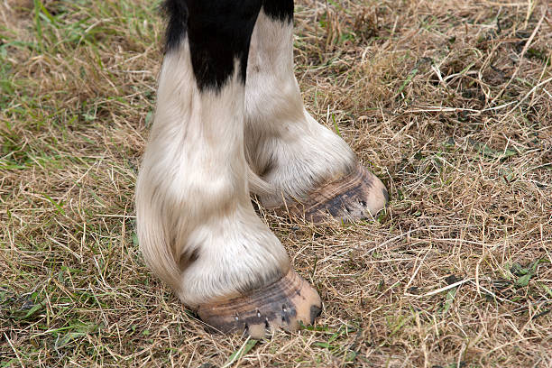 istock Horses Hooves 530261683