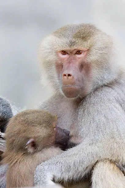 Female Hamadryas baboon nursing young