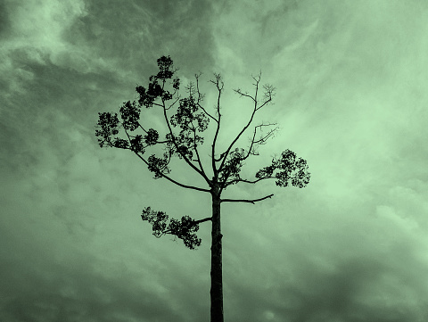 Tall trees in the evening