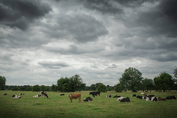 istock Cows laying and standing in a field, England 530263999