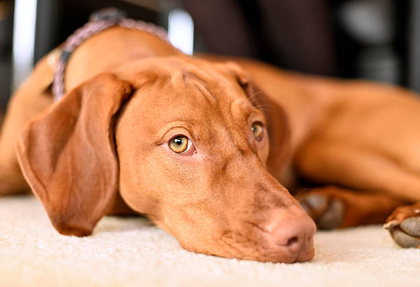 Cute dog on the floor