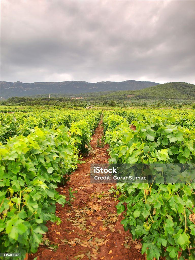 Vineyard HDR photo of beautiful Dalmatian vineyard, Hvar island location, Croatia. Agriculture Stock Photo