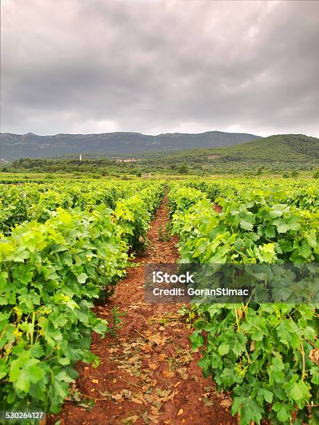 Vineyard Stock Photo - Download Image Now - Agriculture, Autumn, Cloud - Sky