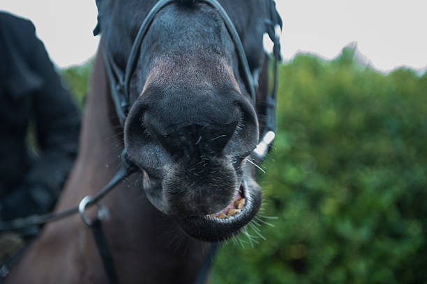 istock horses head in the countryside 530268499