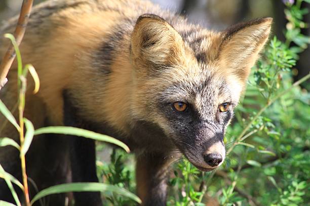 fox - fort mcmurray fotografías e imágenes de stock