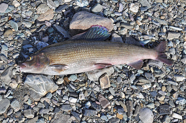 istock European grayling. 530269303