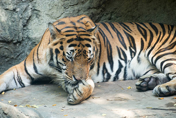 istock Close up a Bengal Tiger 530270301