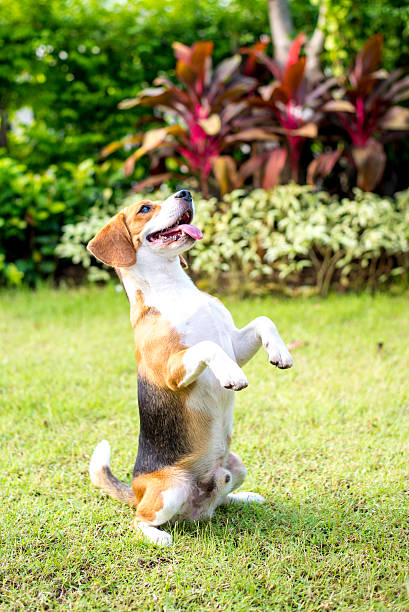 istock Little beagle puppy 530271217