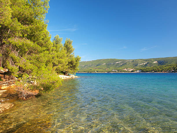 istock Piece of Dalmatia 530271293