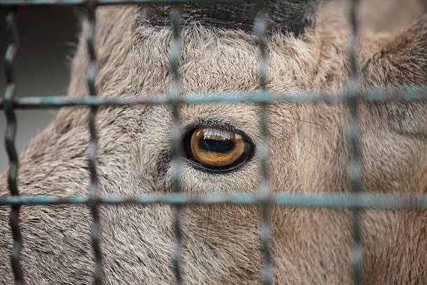 animal eye stock photo