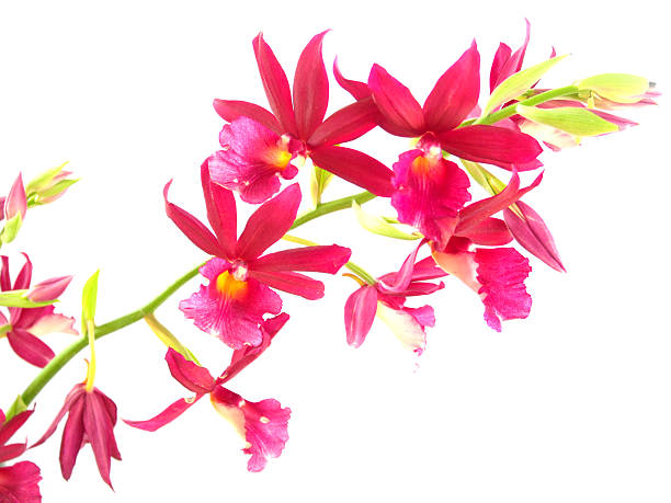 istock pink orchid isolated on a white background 530272267