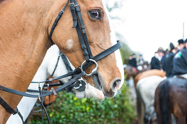 istock horse at a hunt 530272545